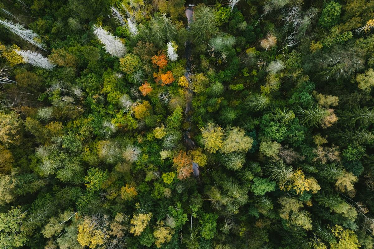 Mapping bark beetle infestation on aerial imagery