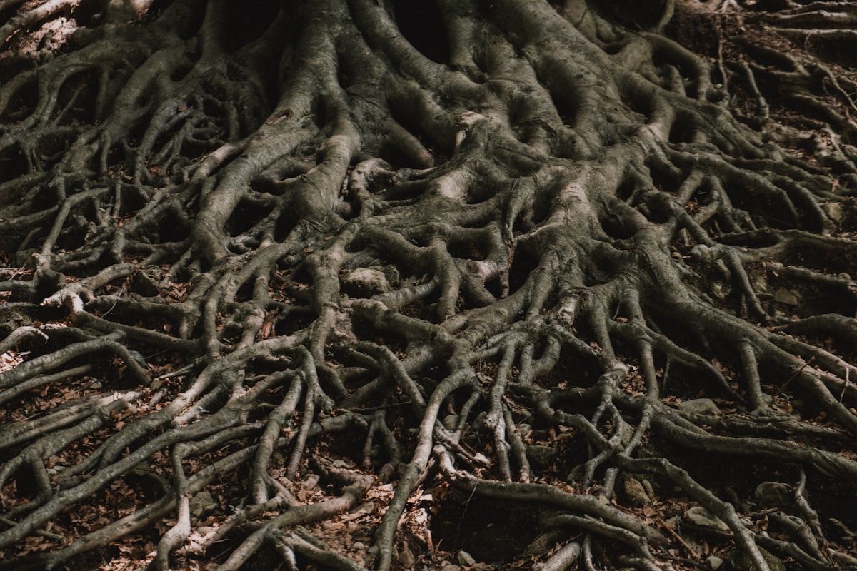 Making a graph database usable for machine learning