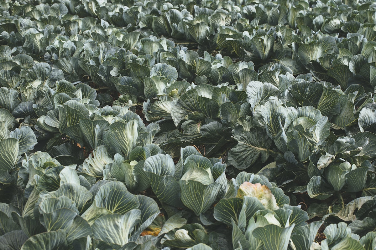 ResiYou: AI-driven residue management for growers