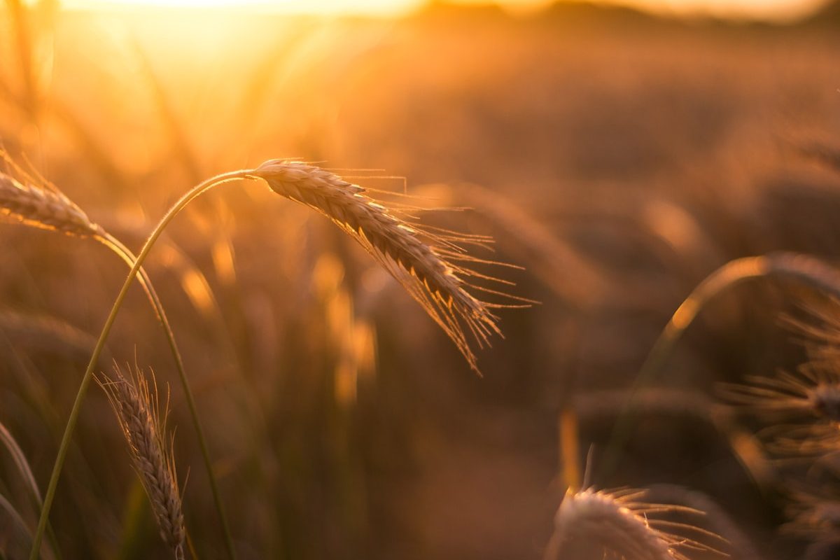 Yield prediction for hybrid cereals at new locations